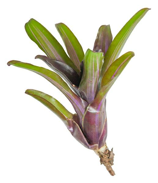 Neoregelia Iris